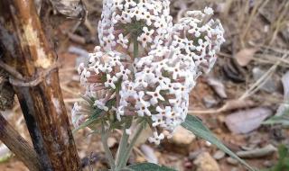 密蒙花的功效与作用